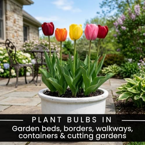 25 Darwin Mix Tulip Bulbs for Fall Planting | Large Colorful Spring Blooms - Image 4