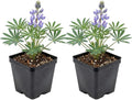2 Wild Lupine Live Plant, 2-4" Tall in 3" Pot, Easy to Care, Grow Robust Blue Blooms for Butterflies Landscapes by GINGERGLOW