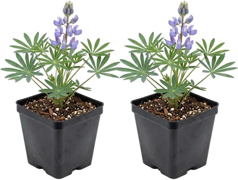 2 Wild Lupine Live Plant, 2-4" Tall in 3" Pot, Easy to Care, Grow Robust Blue Blooms for Butterflies Landscapes by GINGERGLOW