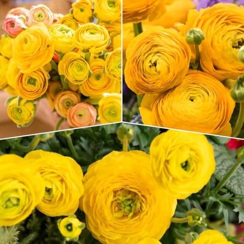 25 Yellow Ranunculus Bulbs for Planting, Peony Perennial Flower - Image 6