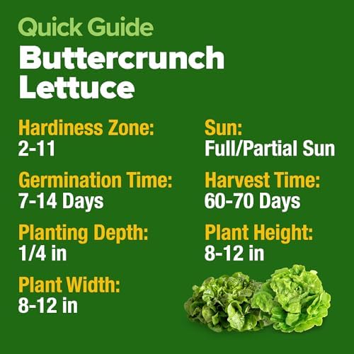 HOME GROWN Buttercrunch Bibb Lettuce Seeds, 3950+ Seeds, Lactuca sativa - Image 5