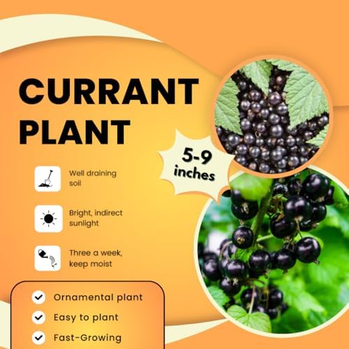 Black Currant Bush Live Plant, Berry Shrub Indoor Outdoor, 5-9 Inch Tall - Image 4