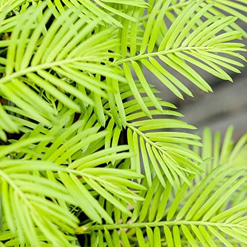Perfect Plants Spreading Yew, 3 Gallon, Live Groundcover Plant - Image 3