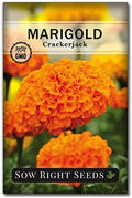 Sow Right Seeds - Crackerjack African Marigold Seed for Planting Flowers by SowRightSeeds