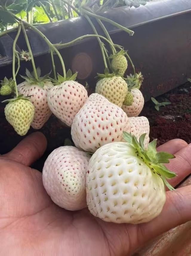 Rare Live White Pineberry Strawberry Plant - Non-GMO Fruiting Shrub in 4-Inch Nursery Pot – Creamy White Fruit with Red Seeds – Sweet & Tropical Flavor for Home Gardens and Patio Containers - Image 4