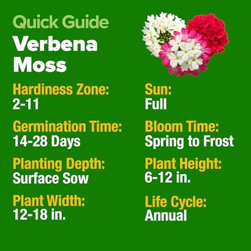 HOME GROWN Verbena Moss Seeds, 6,000+ Seeds, Verbena tenuisecta - Image 5