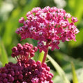 2 Pink Milkweed Asclepias Live Plants, Garden Flower Plant, 5-8 Inch Tall by Unknown