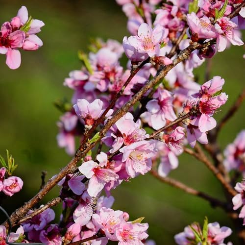 Flordaking Peach Tree, Clingstone, Compact, Self-Pollinating, Pink Flowering, 1 gal Nursery Pot, 1-2 ft Tree Height (Due to Agricultural Laws, we Cannot Ship to CA, AZ, AK, or HI), 2 Trees - Image 3