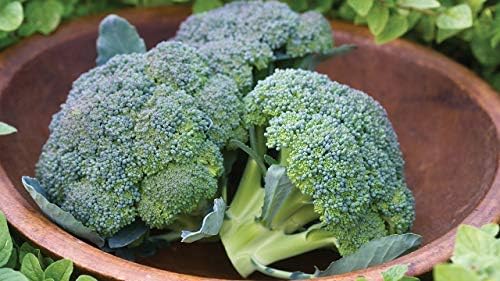 Gaea's Blessing Seeds - Broccoli Seeds - Waltham 29 - Non-GMO with Easy to Follow Instructions Open Pollinated, 94% Germination Rate - Image 4
