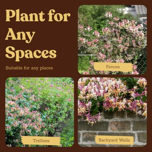 Purple Honeysuckle Plant Live, Fragrant Lonicera Japonica, 2in Pot, 3-Pack - Image 6