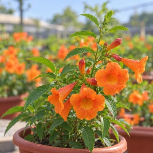 Set of 2 Tecoma Stans Orange Live Plants, 4-8 in, No Pot - Image 5