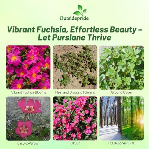Outsidepride Fuchsia Purslane Seeds for Planting - 50 Pcs Annual, Easy to Grow, Vitamin-Rich & Drought Tolerant Succulent Seeds for Culinary, Xeriscaping, Containers & Hanging Baskets - Image 2