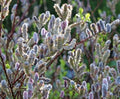 Pink Pussy Willow Tree Cutting – Live Weeping Pussy Willow (Salix) Cutting to Plant – Ornamental Pink Catkin Willow – Fast Rooting Flowering Tree – Cold Hardy Garden Accent – Ready to Grow by CZGrain