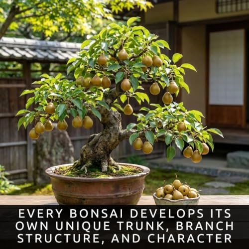 Pear Bonsai Tree Seeds for Planting - Mini Fruit Tree - 15 Premium Seeds - Image 2