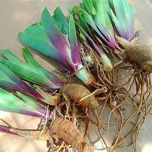 Pretty Bearded Iris, Reblooming German Iris, Color Mix, Fresh Root, Rhizome, Plant, Simple to Grow l (4bulbs)，N - Image 2
