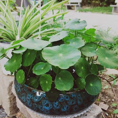 6-Inch Glazed Ceramic Shallow Lotus Water Plant Bowl Planter - Image 5
