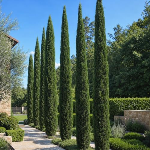 Italian Cypress | 3 Extra Large Trade 3 Gallon Trees | Cupressus sempervirens | Narrow Evergreen Plants | Tall Privacy Landscaping | Upright Ornamental Outdoor Plant - Image 4