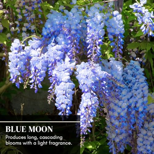 1 Blue Moon Wisteria Live Tree Seedling – 1 Healthy Plant for Planting – Fast-Growing Vine with Fragrant Lavender-Blue Blooms – Ideal for Trellises, Arbors, and Garden Landscaping - Image 2