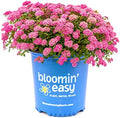 Bloomin' Easy Poprocks Petite Spirea, Live Flowering Shrub, 3 Gallon by BloomingBeautiful