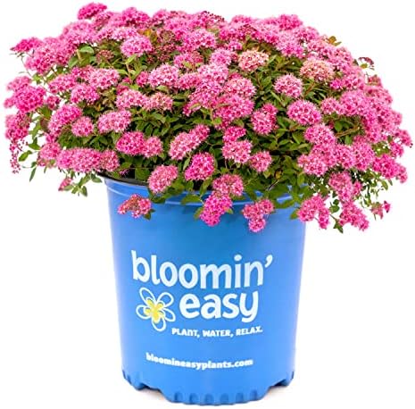 Bloomin' Easy Poprocks Petite Spirea, Live Flowering Shrub, 3 Gallon by BloomingBeautiful