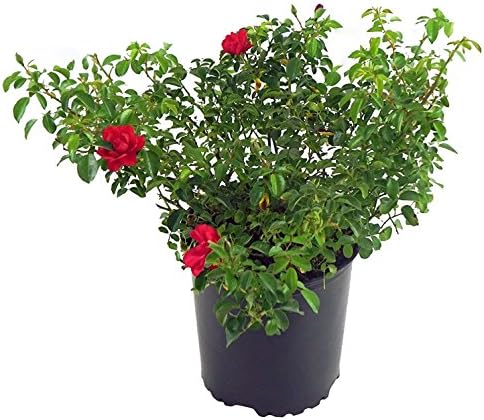 Live Plant from Green Promise Farms Flower Carpet Roses ROSA `FLOWER CARPET SCARLET` Red Flower Shrub #2 Size Container Scarlet Red by GreenPromiseFarms