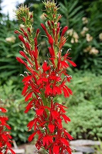Cardinal Flower Red Lobelia, 3 Live Plants - Image 3