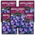 Red Brussels Sprout Seeds - Survival Garden Seeds (5 Packs) by SurvivalGardenSeeds