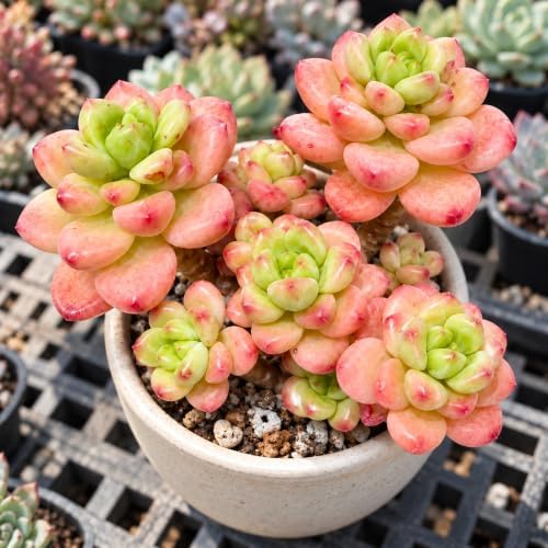 Sedeveria 'Shangri La' Live Succulent Plant 3-3.5", Bare Root, No Pot or Soil, Easy Care Hybrid Succulent for Decorative Containers, Indoor Displays, Rock Gardens & Plant Collections - Image 2