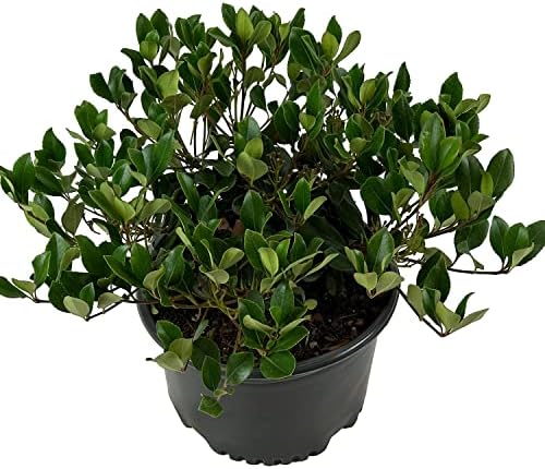 Eleanor Taber Indian Hawthorn, Live Evergreen Flowering Shrub, 3 Gallon - Image 3