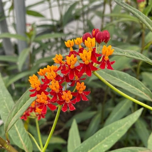 Red Milkweed Live Plants – Pack of 2, 4–6” Tall – Asclepias curassavica, Scarlet Milkweed, Tropical Milkweed – Fast-Growing – Indoor/Outdoor, Container-Friendly – Bloodflower Milkweed - Image 4