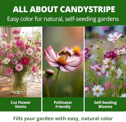 HOME GROWN Cosmos Candystripe 600 Flower Seeds Cosmos bipinnatus - Image 5