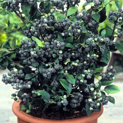 2 Black Huckleberry Bushes Live Plants, Cold Hardy Berry, 4 Inch Pot - Image 3