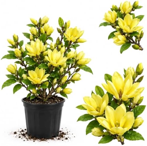 Yellow Magnolia Tree Live Plant, Blooming Shrub, 4-8 Inch Tall by GardenNurserySince1996