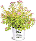 Proven Winners - Spiraea jap. Double Play Big Bang (Spirea) Shrub, large pink flw., #3 - Size Container by GreenPromiseFarms