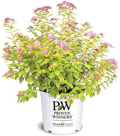 Proven Winners - Spiraea jap. Double Play Big Bang (Spirea) Shrub, large pink flw., #3 - Size Container by GreenPromiseFarms
