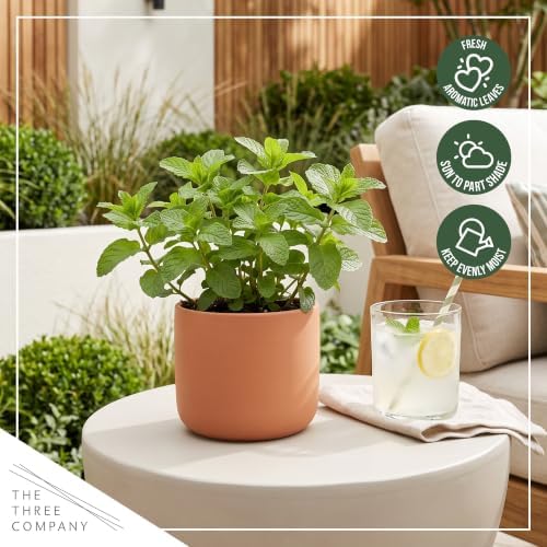 Herb - Mint (2 Pack), Live Edible Aromatic Herb, Herbal Tea, Fresh Flavor - Image 6