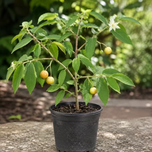 2 Yellow Jamaican Cherry Tree Strawberry Tree Starter Live Plant (2 Pack) - Image 4