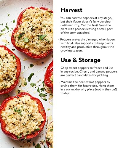 Burpee California Wonder Sweet Pepper Seeds | 300 Non-GMO Heirloom Pepper Seeds for Home Garden | Large Red Bell Peppers & Green Bell Peppers for Stuffing | Seeds for Planting - Image 3