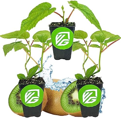 2 Vincent Female Kiwis & 1 Tomuri Male Kiwi | Bundle by Wellspring Gardens by WellspringGardens