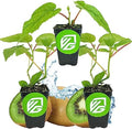 2 Vincent Female Kiwis & 1 Tomuri Male Kiwi | Bundle by Wellspring Gardens by WellspringGardens