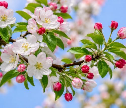 Sargent Crabapple Tree - 10-16" Tall Live Plant - Quart Pot by Unknown