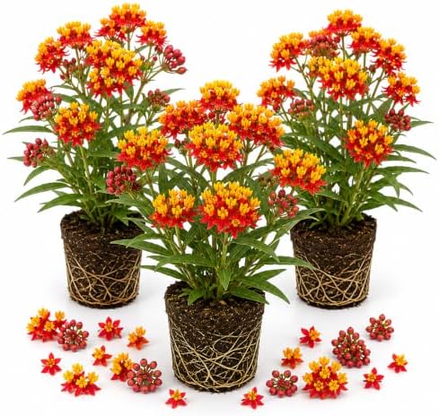 3 Red Milkweed Live Plants, Hardy Milkweed Shrub, 4-9 Inches by UIOTER