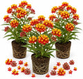 3 Red Milkweed Live Plants, Hardy Milkweed Shrub, 4-9 Inches by UIOTER