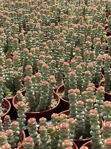 Live Succulent 4" Crassula Baby Necklace, Succulents Plants Live, Succulent Plants Fully Rooted, Hanging House Plant for Home Office Decoration, DIY Projects, Party Favor Gift by The Succulent Cult - Image 3