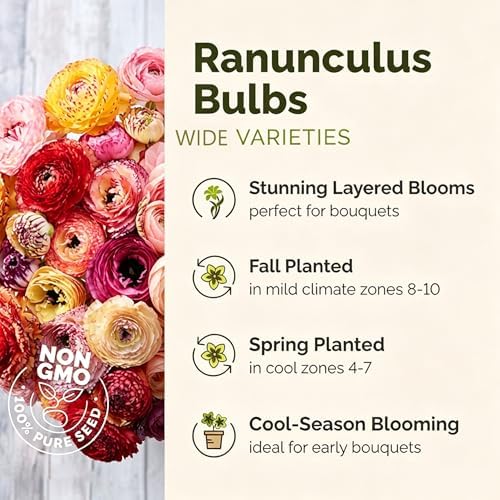 Mixed Ranunculus Bulbs for Planting, 6PCS Ranunculus Buttercups Bulbs, Rare Perennial Bulbs for Vibrant Garden Blooms, Borders Outdoor Heirloom Non-GMO - Image 5