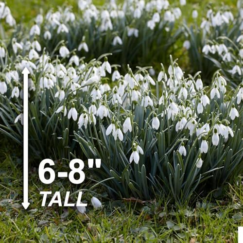 Garden State Bulb White Single Snowdrops Galanthus Flower Bulbs, 7/+cm, Fall Planting (Bag of 100) - Image 5