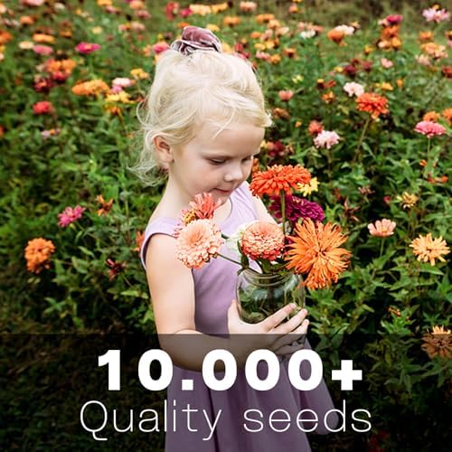 Zinnia Seeds Bulk 10,000+ | Outdoor Flower for Planting | Zinnia Seeds for 2026 | Mixed Colors & Large Blooms for Gardens| High Germination, Beginner-Friendly & Giftable Packaging - Image 2