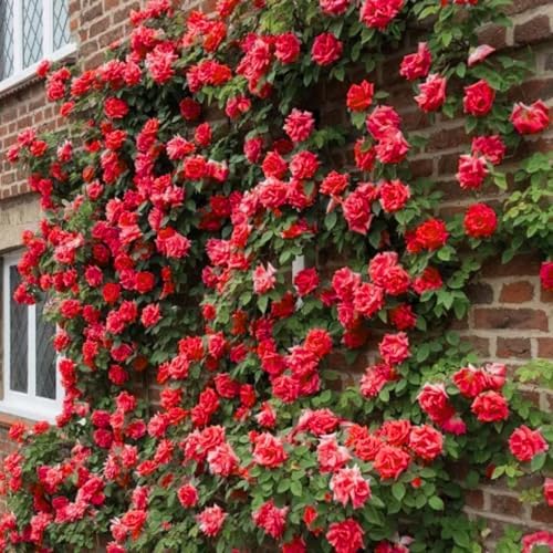 Red Climbing Rose Live Plant, Hardy, 5-10 Inch Tall by PlantsSeedsBulbs