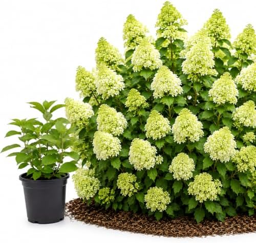 Little Lime Hydrangeas Live Plants for Planting, 6-10" Tall in a Quart Pot, Hydrangea Plant Live, Low Maintenance, Cold Hardy Perennial Flowering Shrub for Garden Beds & Outdoor Landscaping by GINGERGLOW