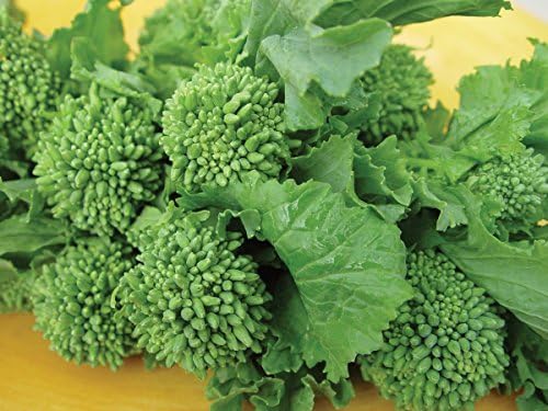 Burpee Raab Spring Broccoli Seeds 400 seeds - Image 2